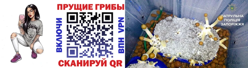 купить наркотик  Высоковск  Псилоцибиновые грибы Psilocybe 